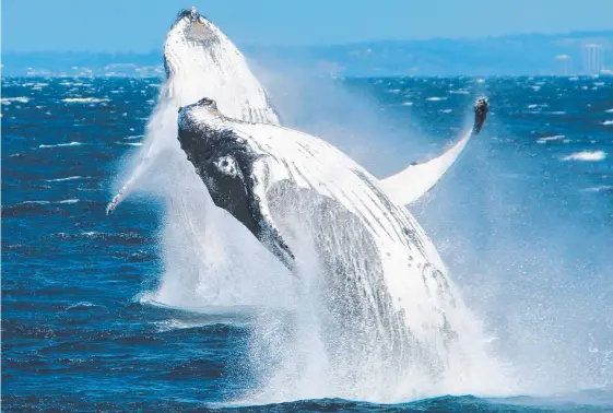  ?? Picture: SEA WORLD WHALE WATCHING ?? About 30,000 whales are expected to pass through the Gold Coast this migration season. A few years ago there were only 12,000.