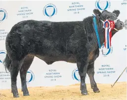  ??  ?? Last year’s cattle champion from the Robertsons, Logierait.
