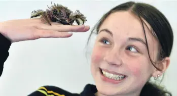  ?? PHOTO: PETER MCINTOSH ?? Crab in camouflage . . . Tahuna Normal Intermedia­te pupil Aurora Spur (12) gets a close look at Harry, the hairy seaweed crab, during the University of Otago’s Aquavan visit to Tainui School yesterday.