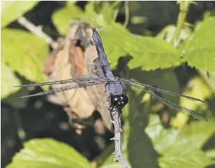  ??  ?? RIGHT | A slaty skimmer dragonfly alights briefly.