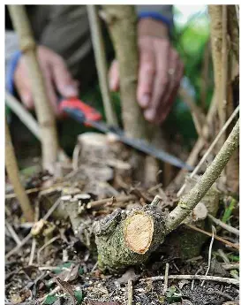 Pressreader Bbc Gardeners World Magazine 2018 03 23 Prune Forsythia