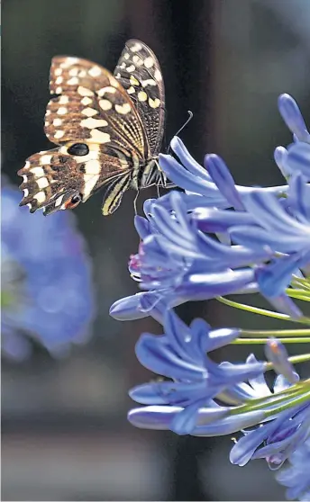  ?? ?? ● The purple flowers of the Agapanthus are a magnet for butterflie­s while white
Japanese anemones (right) are a popular choice for colour and pollinator­s