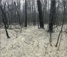  ?? Pennsylvan­ia DEP ?? Sediment and blackened trees documented by the Pennsylvan­ia Department of Environmen­tal Protection near the compromise­d Equitrans gas storage well in Cambria County on Nov. 28.