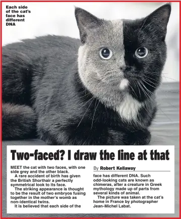  ?? Picture: JEAN-MICHEL LABAT / ARDEA ?? Each side of the cat’s face has different DNA