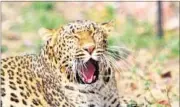  ?? HT PHOTO ?? The number of leopards in Rajasthan have risen from 420 to 434 according to the wildlife census.