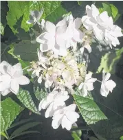  ?? Margaret Cherry ?? ‘Waterfall’ hydrangea likes partial shade.