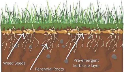  ?? MARK TANCIG/SPECIAL TO TALLAHASSE­E DEMOCRAT ?? Pre-emergent herbicides are primarily effective against annual weeds, as the roots and storage organs of most perennial weeds are below the “barrier” the herbicide creates.