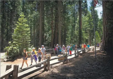  ?? STAFF FILE PHOTO ?? Mariposa Grove, near the park’s southern entrance at Wawona, has received more than 1million visitors a year.