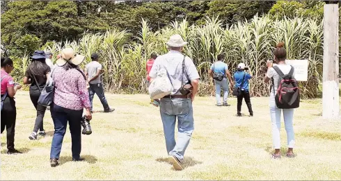  ??  ?? Witnessing the giant king grass