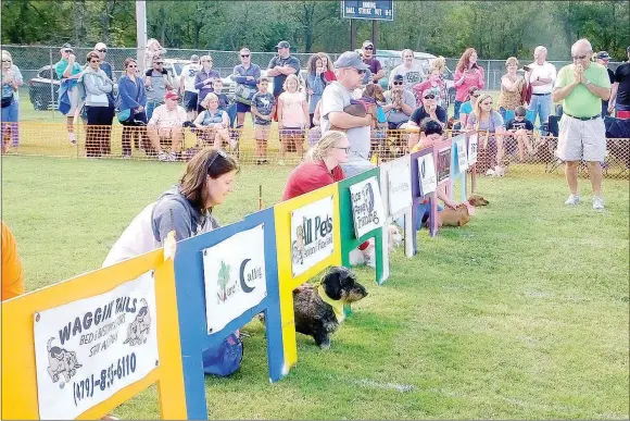  ?? Lynn Atkins/The Weekly Vista ?? Owners ready their dogs to race at the annual Wiener Takes All Dachshund Races.