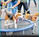  ??  ?? The event had lots of games and activities for the pets, and witnessed enthusiast­ic participat­ion from pet parents