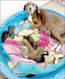  ?? Photo submitted ?? Seven puppies which were born at the Bella Vista Animal Shelter Feb. 6 nurse from Lucy, their Plott Hound mix mother.