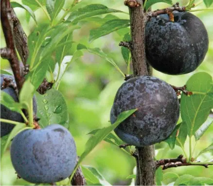  ?? PHOTO: MALCOLM SYPHER HIRSTGLEN NURSERY ?? DELICIOUS: Actually not listed in today’s article, the Plumcot is a great hybrid plum/apricot suited for low-chill regions.