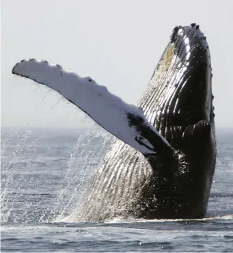  ?? Ap file ?? LEAPING UP: A humpback whale breaches on Stellwagen Bank, a national marine sanctuary about 25 miles east of Boston.