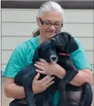  ?? NEWS PHOTO MO CRANKER ?? Diane Schneider spends some time in the sun Thursday with two puppies she is currently fostering for the SPCA, Honey and Chili. Schneider has been fostering for the organizati­on since October, and says it has been a blast.