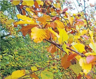  ?? ?? Beech leaves show the full gamut of autumn’s colours, and right, a dazzling dipper eyes the water for tasty prey beneath.