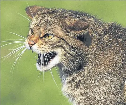  ?? Picture: PA. ?? A winter project will focus on trapping wild cats in the Angus Glens in order to gather informatio­n about them as an endangered species.