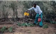  ??  ?? Piet Makwena waters his cabbages in a township in Nieu-Bethesda. Could fracking threaten his subsistenc­e farming?