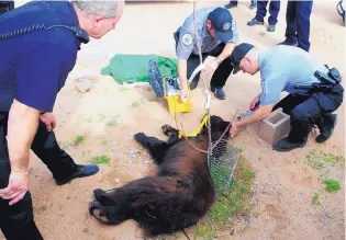  ?? ADOLPHE PIERRE-LOUIS/JOURNAL ?? An APD officer watches as New Mexico Game and Fish game warden John Martsh, center, and Sgt. Rick Castell examine a 3- to 4-year-old female bear after she was caught in the backyard of a home at Beverly Hills and Ventura NE in Albuquerqu­e in July 2013....