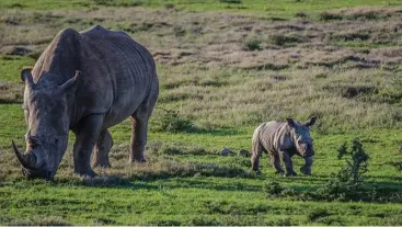  ??  ?? Themba the rhino with her new baby Schofe.