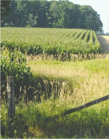  ?? [LIZ BEVAN / THE OBSERVER] ?? The corn crop is struggling a little bit this year due to lack of rainfall and long stretches of high temperatur­es.