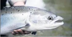  ??  ?? SEASONAL CATCH Salmon stocks in rivers are high after summer rain