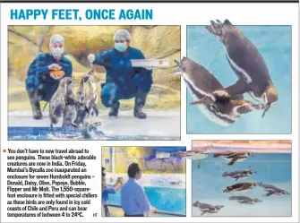  ??  ?? You don’t have to now travel abroad to see penguins. These black-white adorable creatures are now in India. On Friday, Mumbai’s Byculla zoo inaugurate­d an enclosure for seven Humboldt penguins — Donald, Daisy, Olive, Popeye, Bubble, Flipper and Mr...