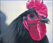  ?? MEDIANEWS GROUP ?? A Jersey Giant Black talks back and forth to other roosters in the room at last year’s Farm Show.