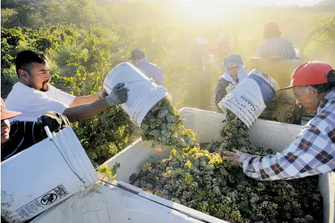 ?? Photos by Michael Short / Special to The Chronicle ?? Field workers dump buckets full of Riesling grapes into a bin, above and left, during harvest at Wirz Vineyards in Hollister. Many wineries have wrapped up their harvests by October, well ahead of the usual season pickings.