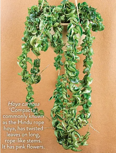 Hoyas Pressreader