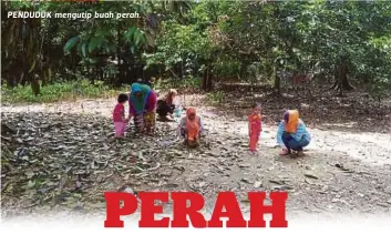  ??  ?? PENDUDUK mengutip buah perah.