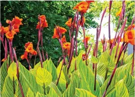  ??  ?? EXHIBITION­IST: An orange canna lily with spectacula­r striped leaves