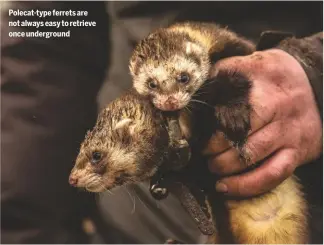  ??  ?? Polecat-type ferrets are not always easy to retrieve once undergroun­d