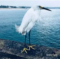  ??  ?? Snowy Egret