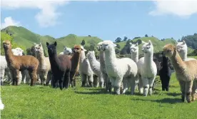  ??  ?? eet iracle, aumarunui s onto, Omari, and the other 900 adorable alpacas at e alea lpacas the largest alpaca farm in ew ealand.