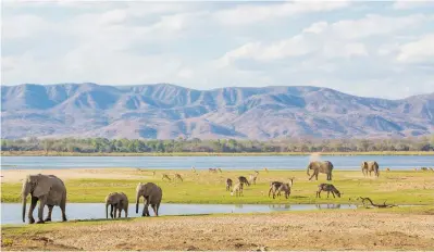  ?? Picture: iStock ?? CLASHES. Elephants have killed 60 people in Zimbabwe this year so far.