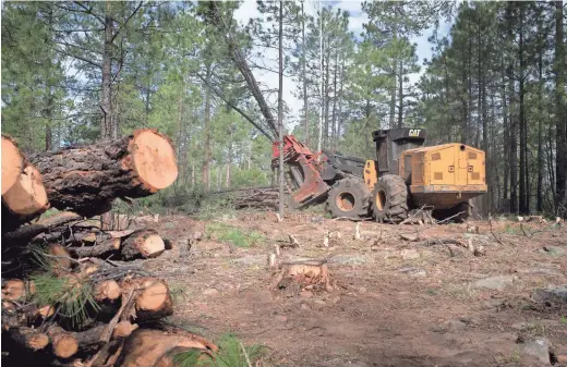  ?? PHOTOS BY MARK HENLE/THE REPUBLIC ?? The Four Forest plan was intended to thin 1 million acres over 20 years within a 2.4 million acre expanse along the Mogollon Rim.