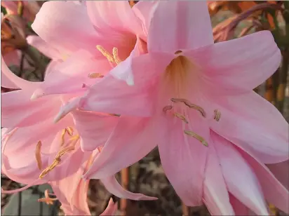  ?? LAURA LUKES — CONTRIBUTE­D ?? The Amaryllis genus derives from the Greek word for sparkle; in Classical Greece, Amaryllis was a typical name for a country girl or shepherdes­s. And many will already know that the species name belladonna means “beautiful woman” in Italian.