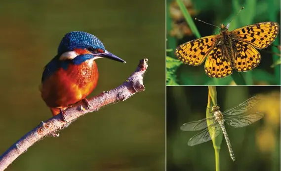  ??  ?? i CLOCKWISE FROM LEFT Insects flit over Bystock’s ponds; kingfisher­s patrol the heaths; the pearl-bordered fritillary is found in small colonies; downy emerald dragonflie­s come to the ponds to breed