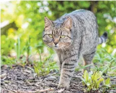  ?? FOTO: DPA ?? Dass eine Katze immer wieder im eigenen Garten auftaucht ist normal – sie muss deshalb nicht herrenlos sein.