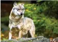  ?? Foto: dpa ?? Ein Wolf im Bayerische­n Wald.