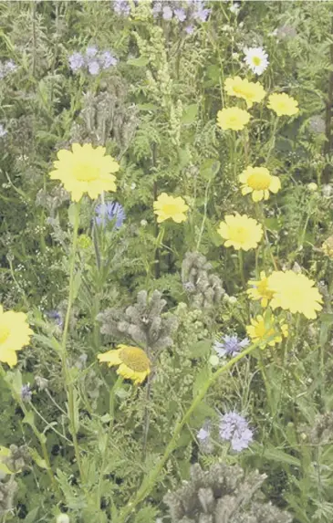  ??  ?? Corn marigolds are easy to grow, main; Michael Perry says wildflower­s are a great food source for bees, left.
