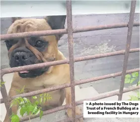  ??  ?? &gt; A photo issued by The Dogs Trust of a French Bulldog at a breeding facility in Hungary