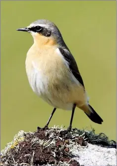  ??  ?? The Wheatear is a small member of the large thrush family.