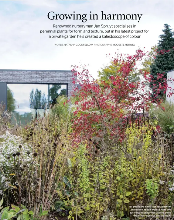  ??  ?? Tall grasses and plants, such as Eupatorium fistulosum f. albidum ‘Massive White’ and Euonymus europaeus ‘Red Cascade’, shield the front of the house from the street.