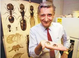  ?? AP FILE ?? Naturalist Edward O. Wilson was the first to determine that ants communicat­e mainly through the exchange of chemical substances now known as pheromones.