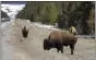 ?? MATTHEWBRO­WN ?? Bison graze along a state highway near West Yellowston­e, Montana.