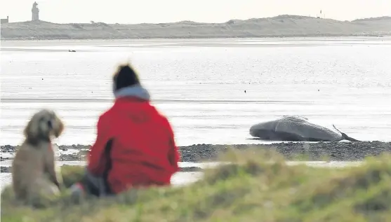  ?? Picture: Dougie Nicolson. ?? A dog walker and four-legged friend gaze out at the whale carcase on Monifieth beach.