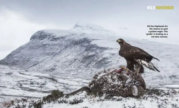  ??  ?? Hit the Highlands for the chance to spot a golden eagle. This ‘goldie’ is feeding on a red deer carcass.