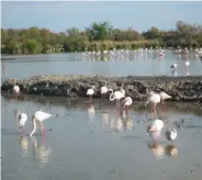  ??  ?? Le parc ornitholog­ique de Pont-de-Gau, un spectacle vivant de chaque instant.